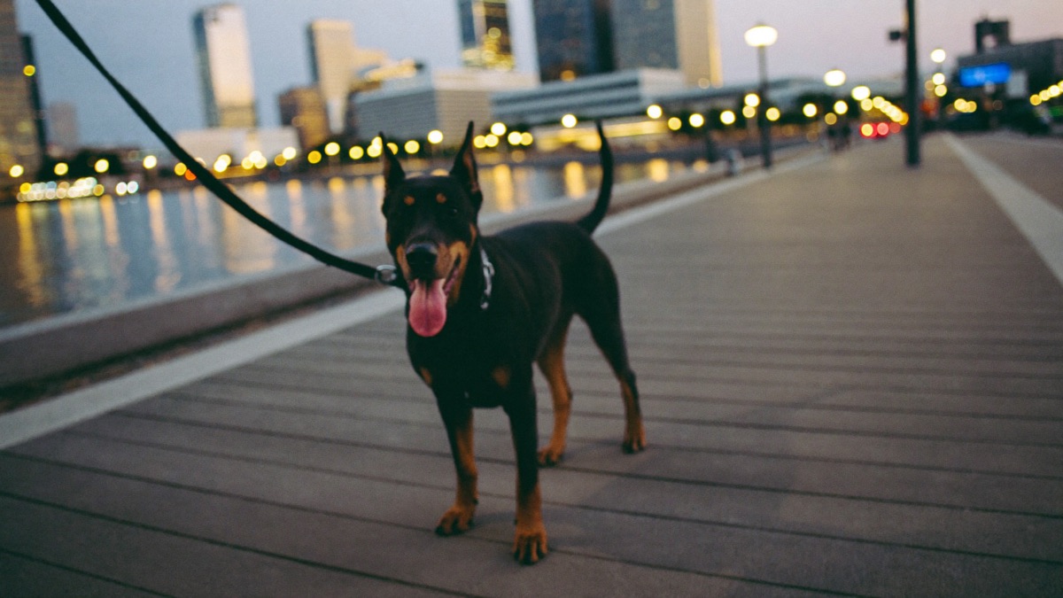 A doberman out and about in Singapore