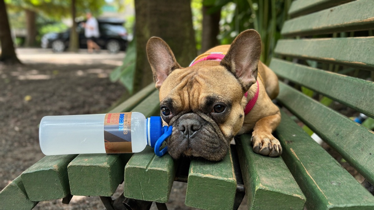 A french bulldog out and about in Singapore