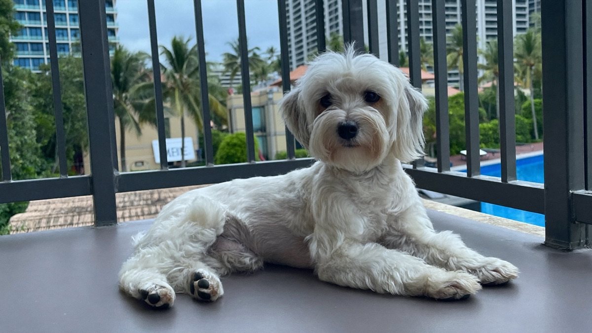 A maltese out and about in Singapore