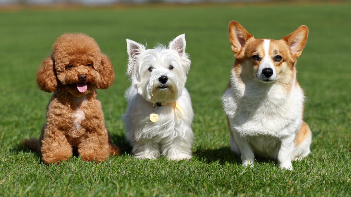 Popular dog breeds in Singapore and Malaysia