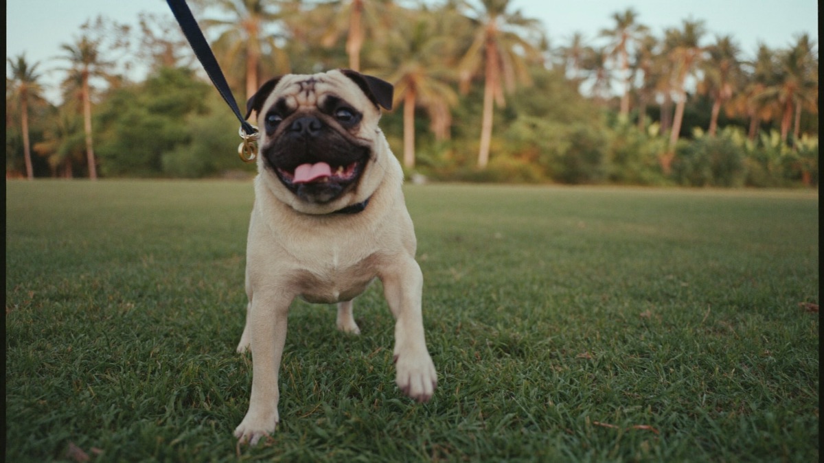 A pug out and about in Singapore