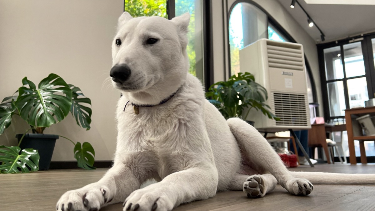 A samoyed out and about in Singapore
