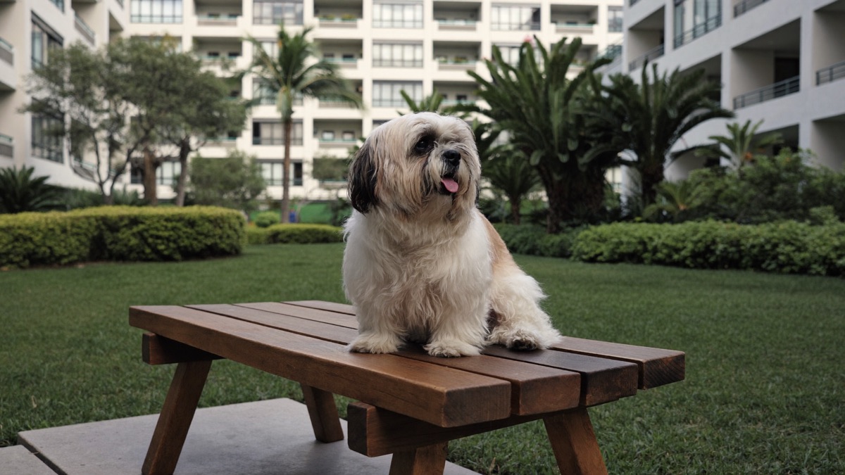 A shih tzu out and about in Singapore