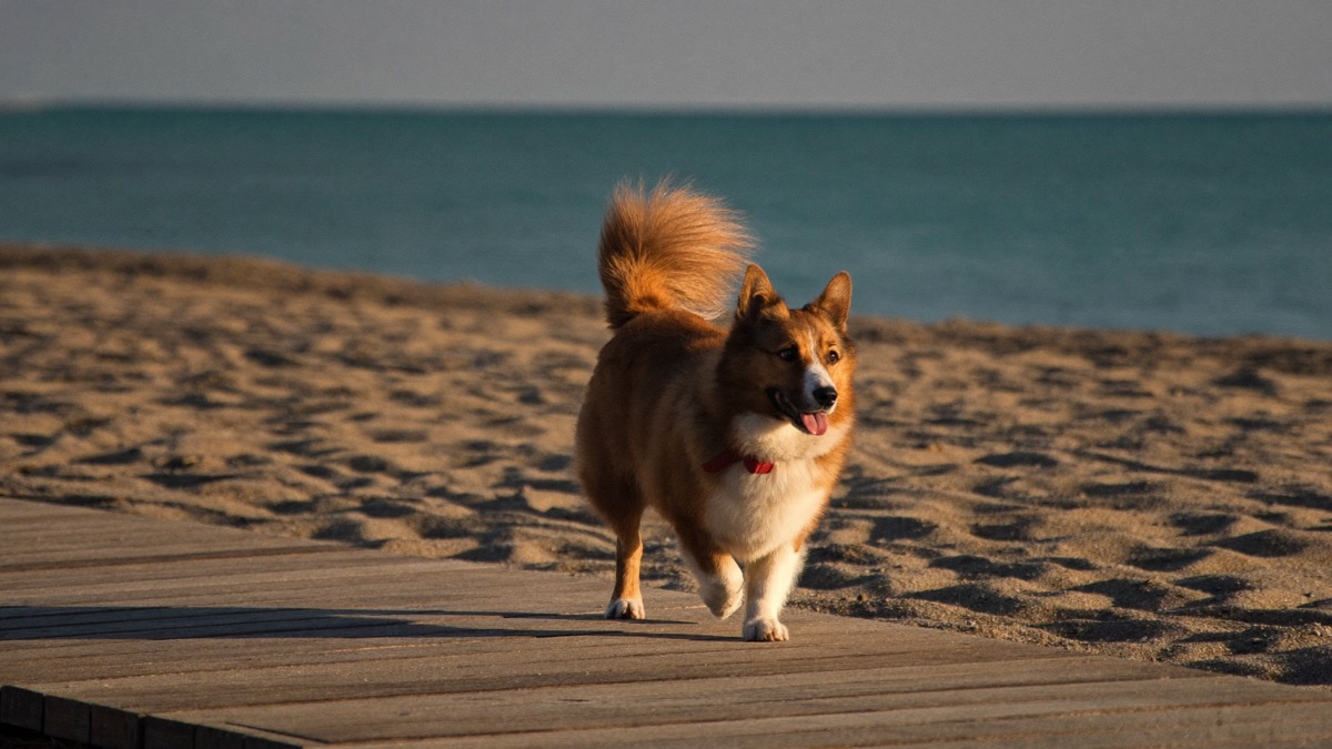 A welsh corgi out and about in Singapore